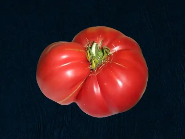 Tomaten: Bear Claw