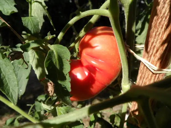 Tomaten: Bear Claw ( Kat# 2440 )