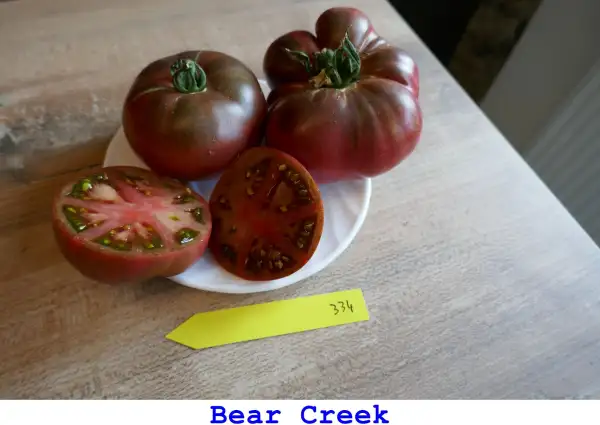 Tomaten: Bear Creek