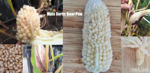 Mais: Bear Paw