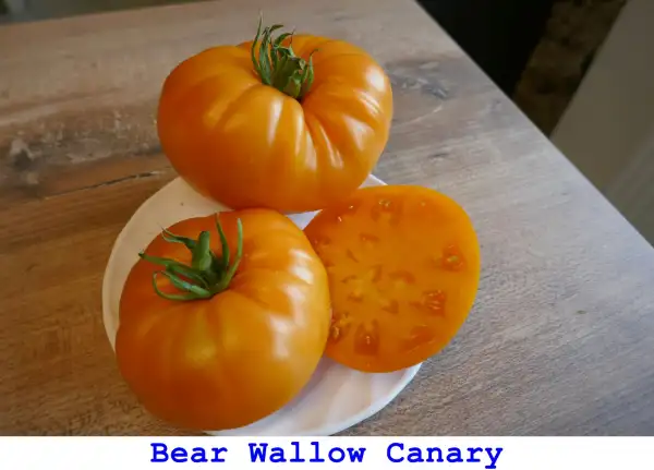 Tomaten: Bear Wallow Canary