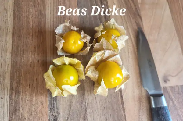 Physalis: Beas Dicke
