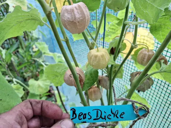 Physalis: Beas Dicke