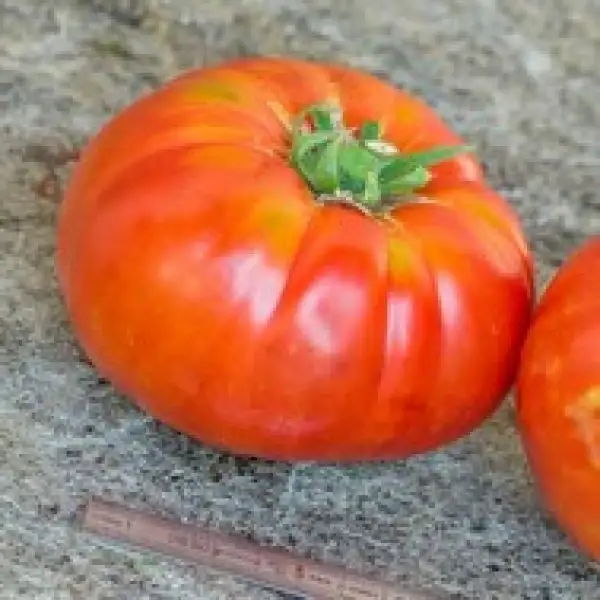 Tomaten: Beaurepaire