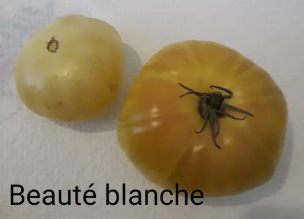 Tomaten: Beaute blanche