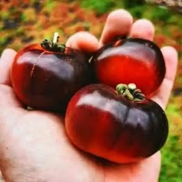 Tomaten: Beautiful Dreamer