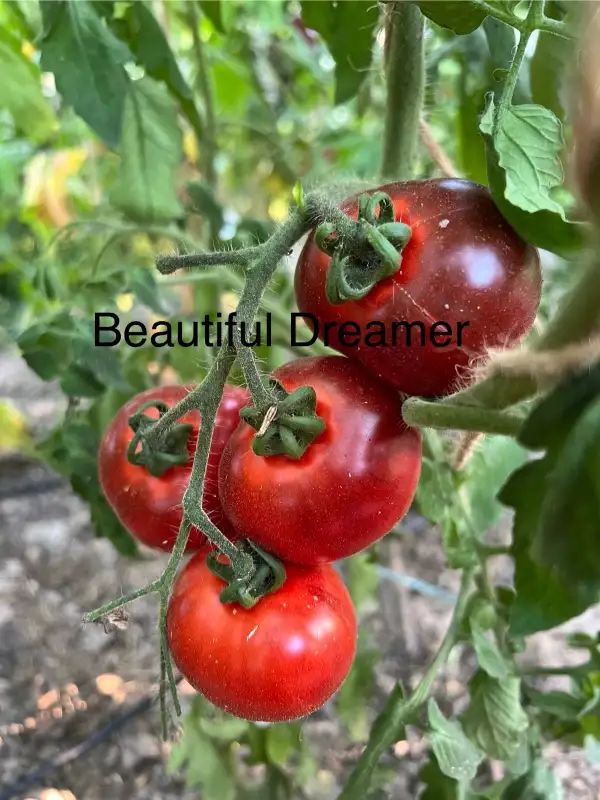 Tomaten: Beautiful Dreamer