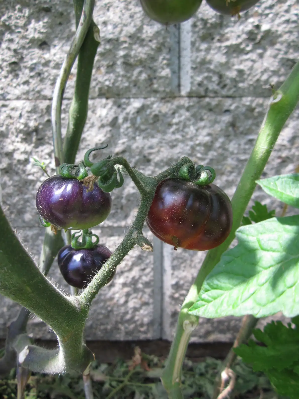 Tomaten: Beautiful Dreamer