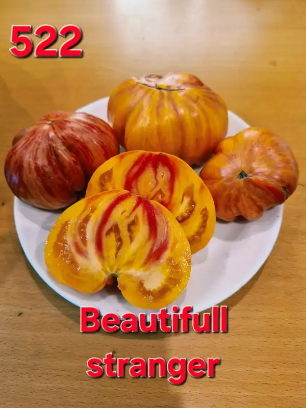Tomaten: Beautiful stranger
