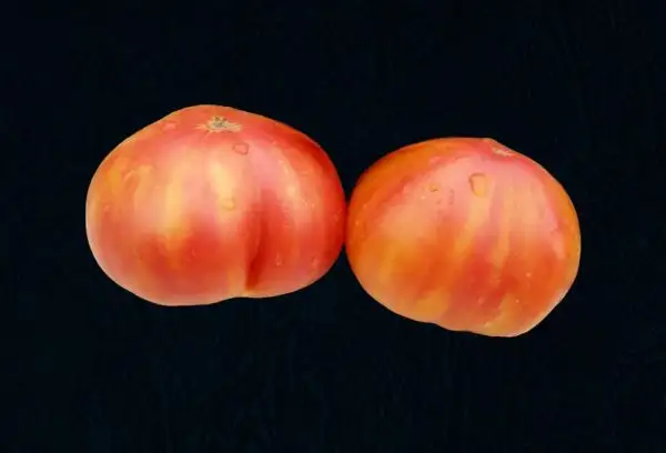 Tomaten: Beauty King