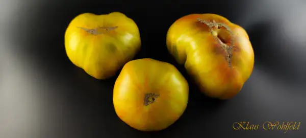 Tomaten: Beauty King