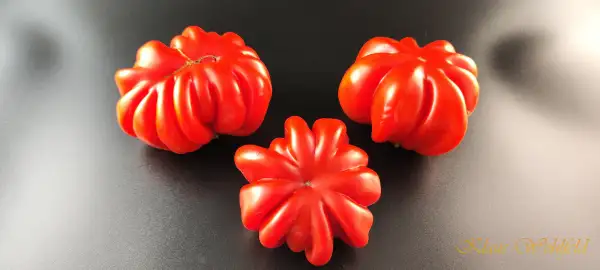 Tomaten: Beauty Lothringa