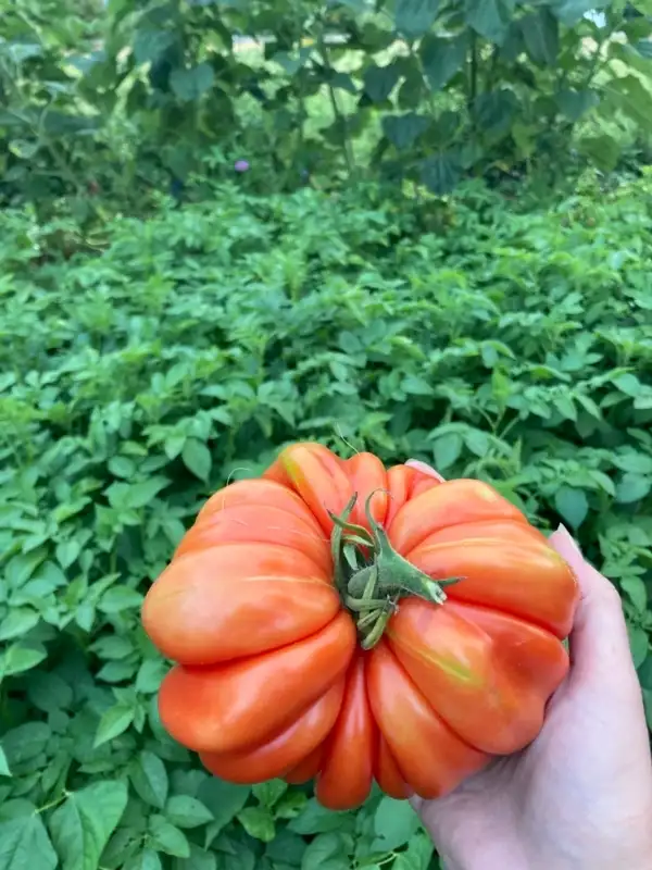 Tomaten: Beauty Lothringa