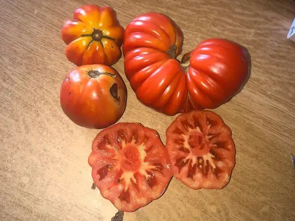 Tomaten: Beauty Lottringa