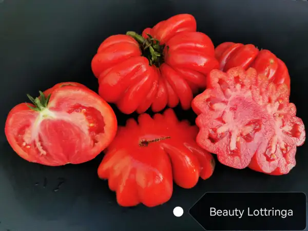Tomaten: Beauty Lottringa