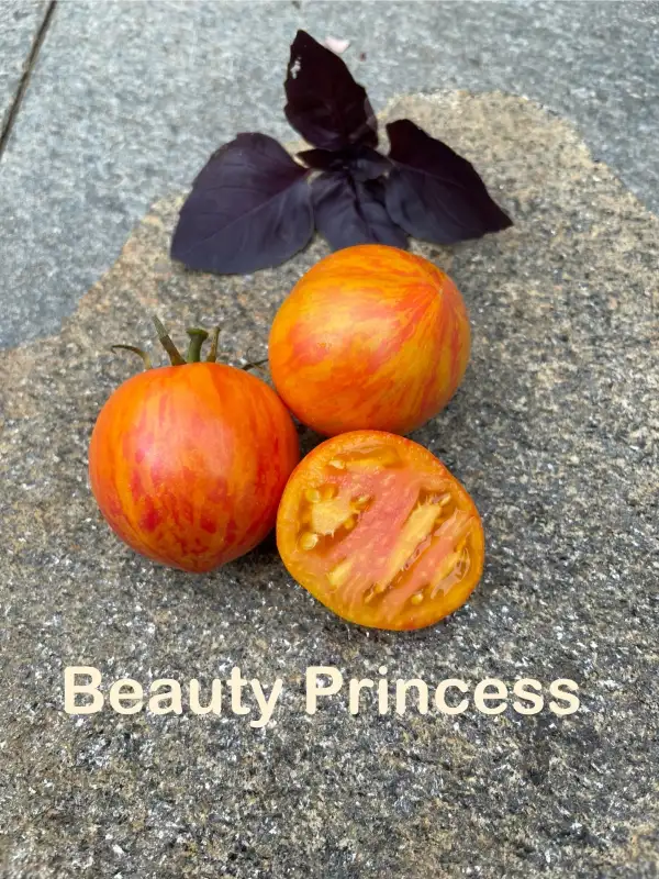 Tomaten: Beauty Princess