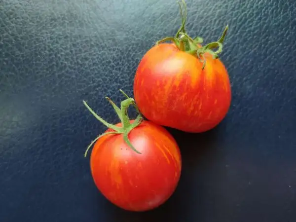 Tomaten: Beauty Princess