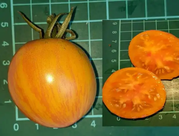 Tomaten: Beauty Queen
