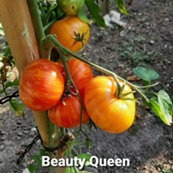 Tomaten: Beauty Queen