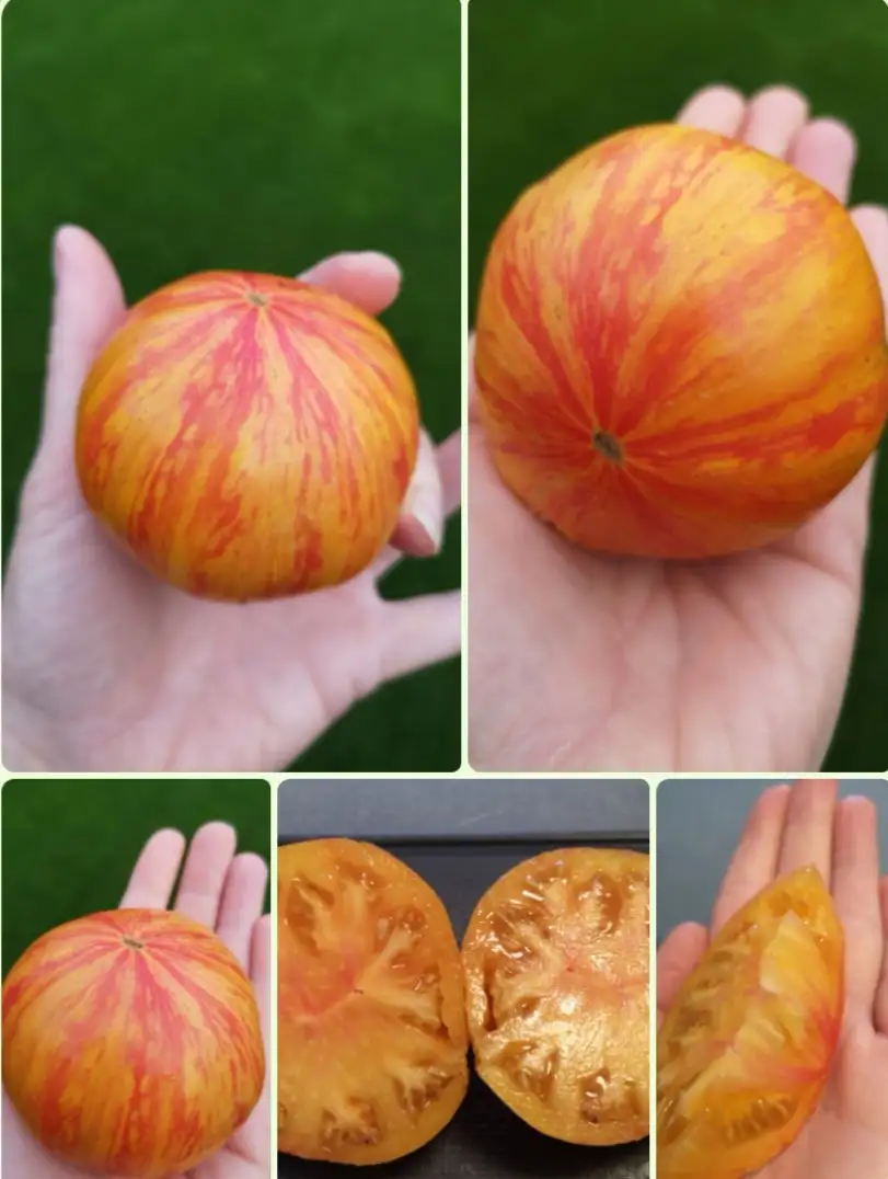 Tomaten: Beauty Queen