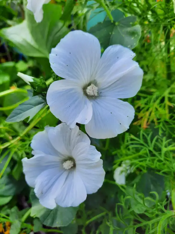 Blumen: Becher Malve-Mont Blanc