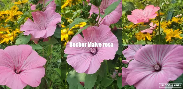 Blumen: Becher Rosa