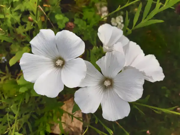 Blumen: Bechermalve, lavatera trimestris, weiß, "Montblanc"