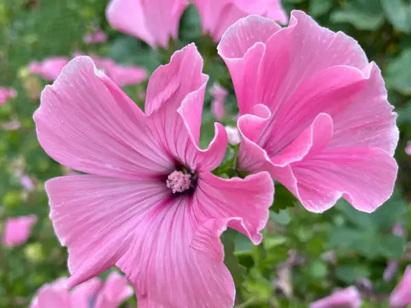 Blumen: Bechermalve 