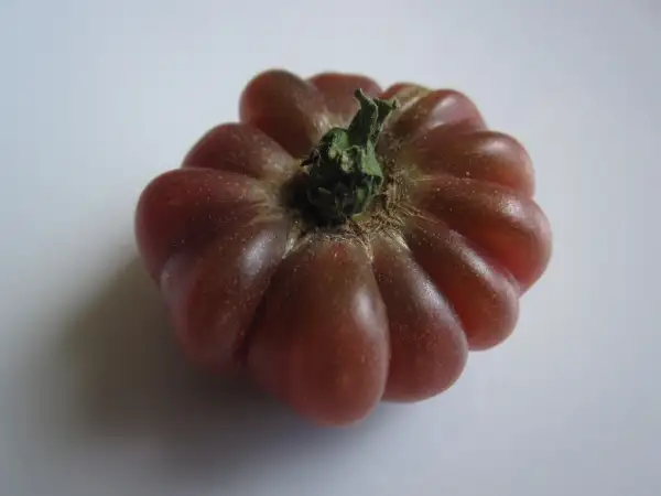 Tomaten: Beckers Blaue Dolgener