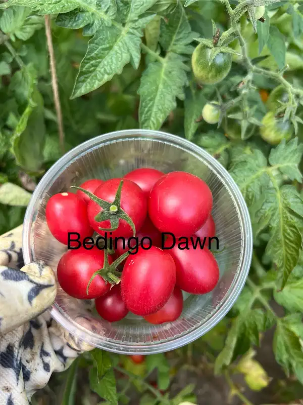 Tomaten: Bedingo Dawn