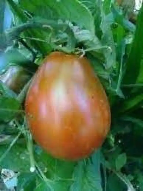 Tomaten: Beduin