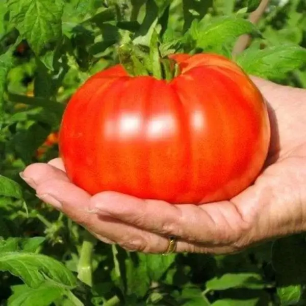 Tomaten: Beefsteak