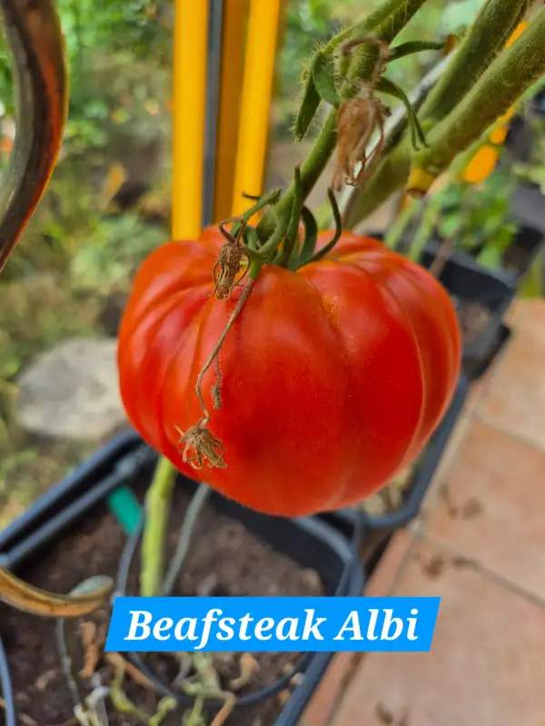 Tomaten: Beefsteak Albi