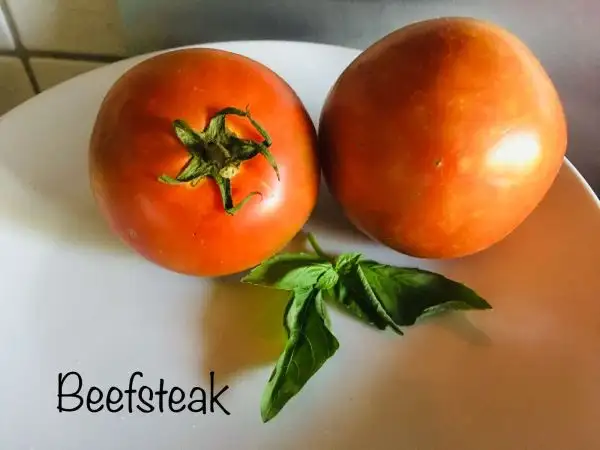 Tomaten: Beefsteak Tomate Paradiser