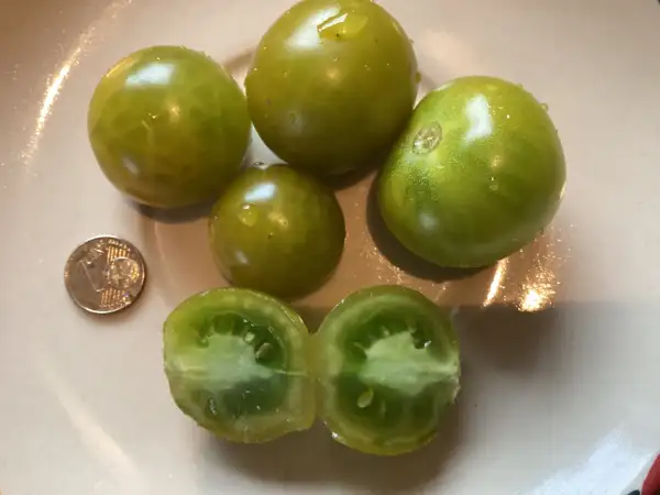 Tomaten: Beetle Juice