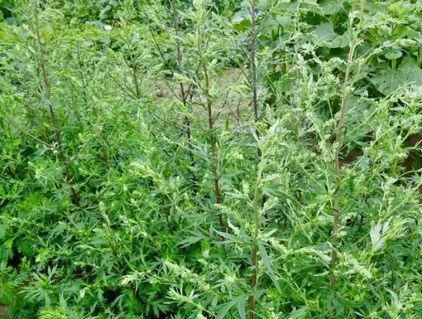 Kräuter: Beifuß (Artemisia vulgaris)