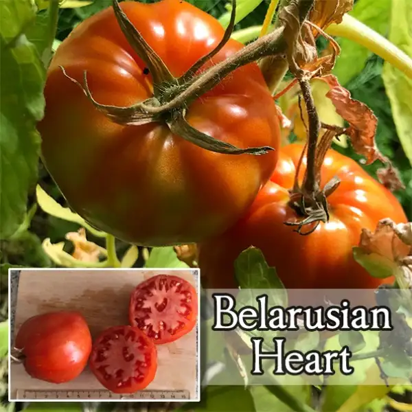 Tomaten: Belarusian Heart