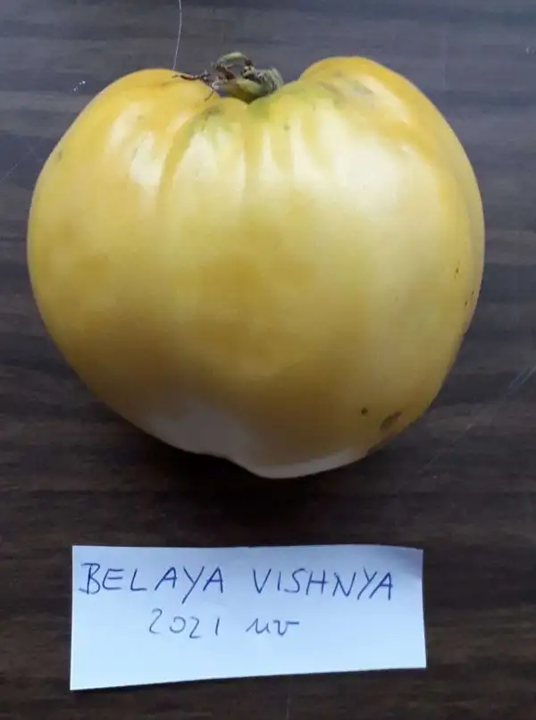 Tomaten: Belaya Vishnia