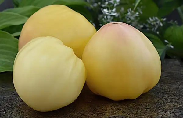 Tomaten: Belaya Vishnya