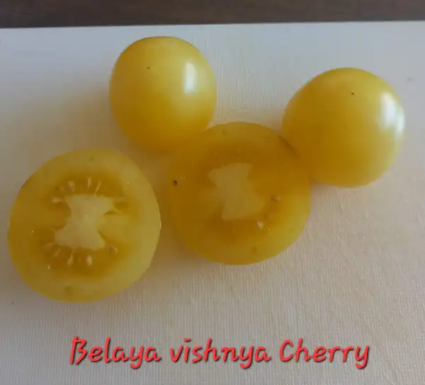 Tomaten: Belaya Vishnya (Cherry)