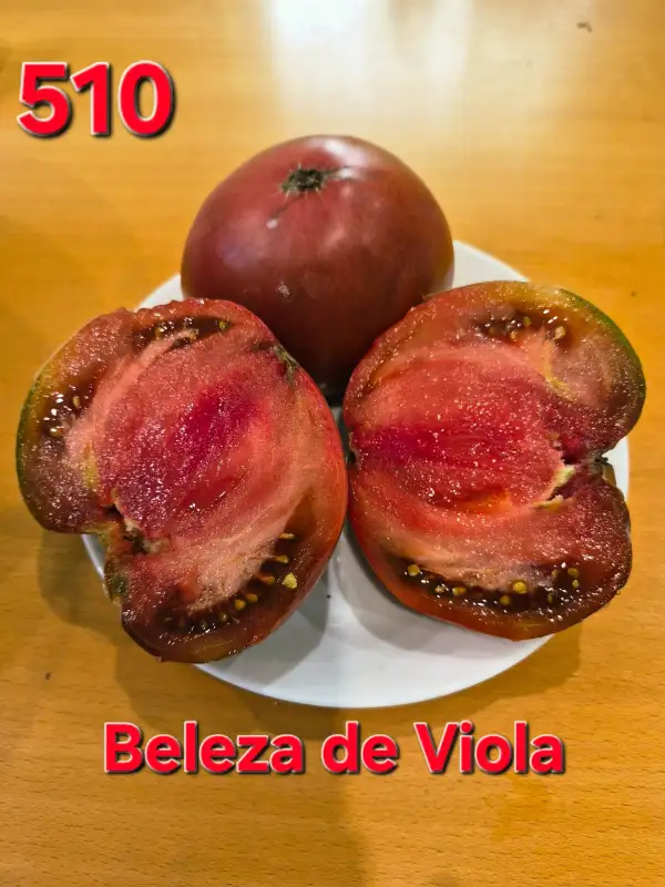 Tomaten: Belezza de Viola