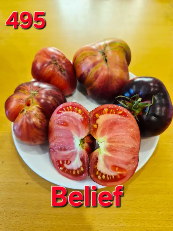 Tomaten: Belief