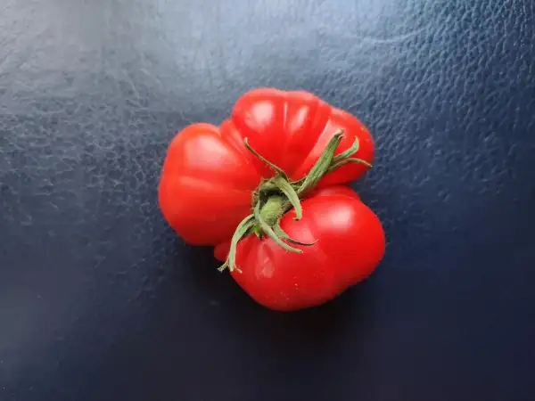 Tomaten: Believe it or not