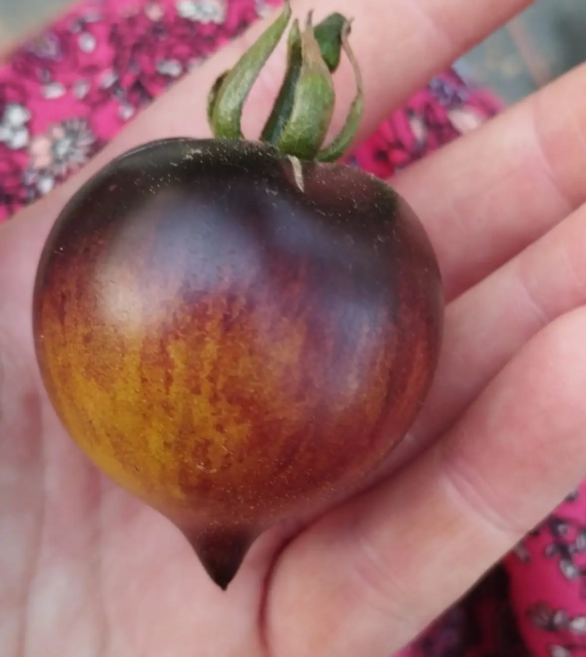 Tomaten: Bella Coeur