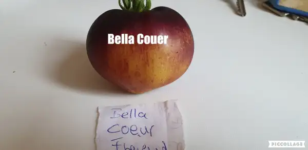 Tomaten: Bella Couer - Freilandgeeignet