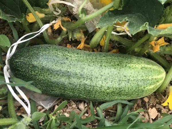 Gurken: Bella della Montagna