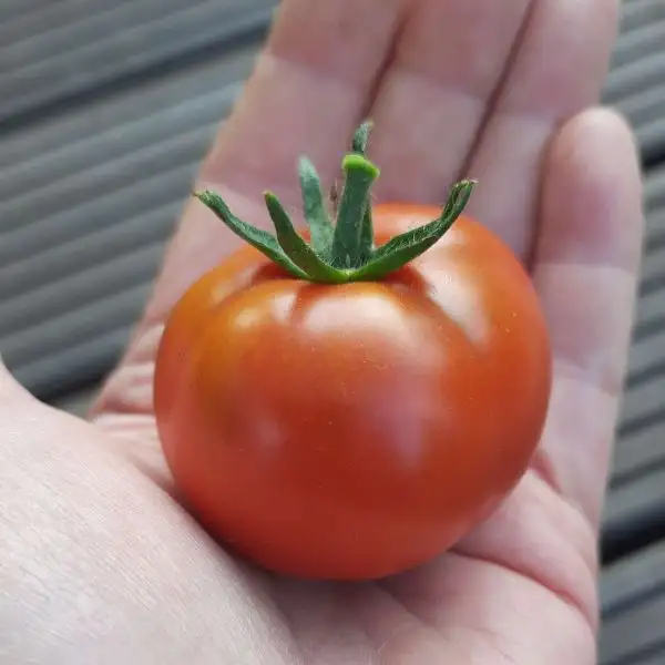 Tomaten: Belle Angevine