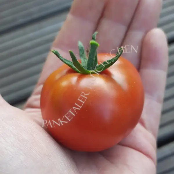 Tomaten: Belle Angevine