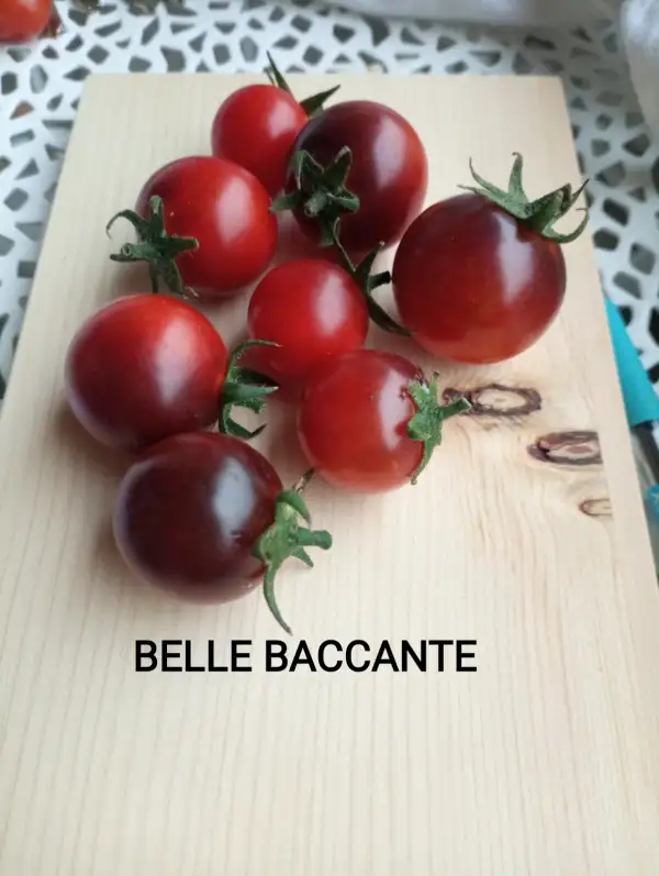 Tomaten: Belle Bacchante