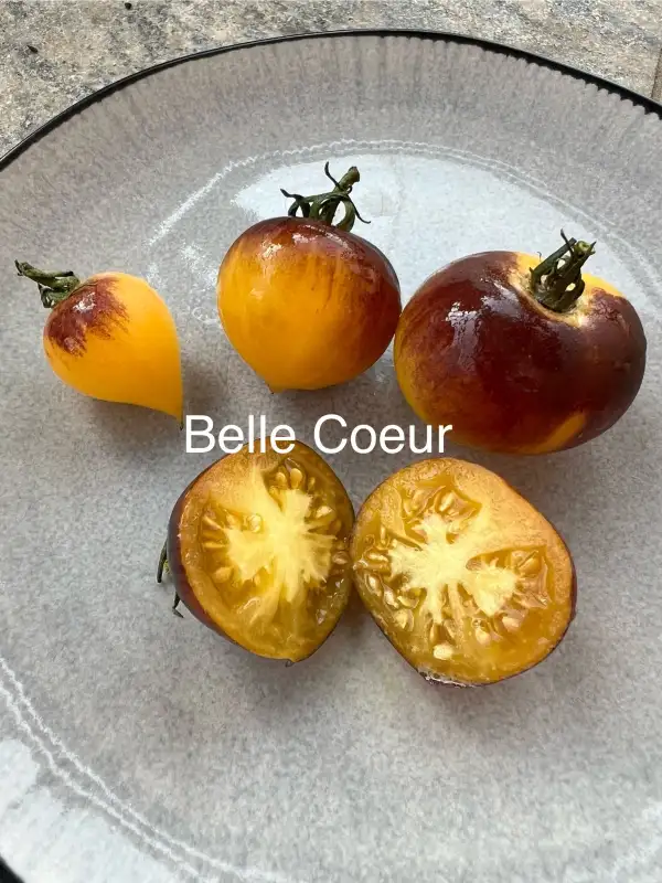 Tomaten: Belle Coeur